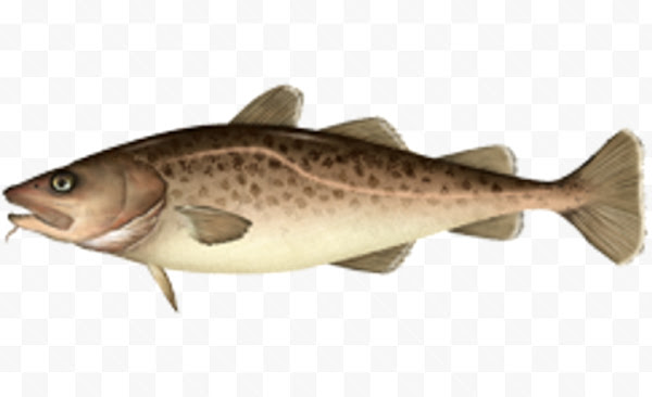 Pacific cod deals